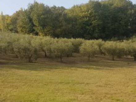 Terreno Agricolo con alberi d'ulivo