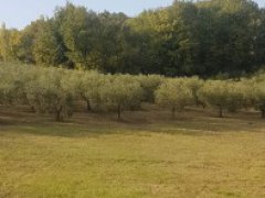 Terreno Agricolo con alberi d'ulivo - 1