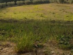 Terreno Agricolo con alberi d'ulivo - 3