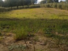 Terreno Agricolo con alberi d'ulivo - 2